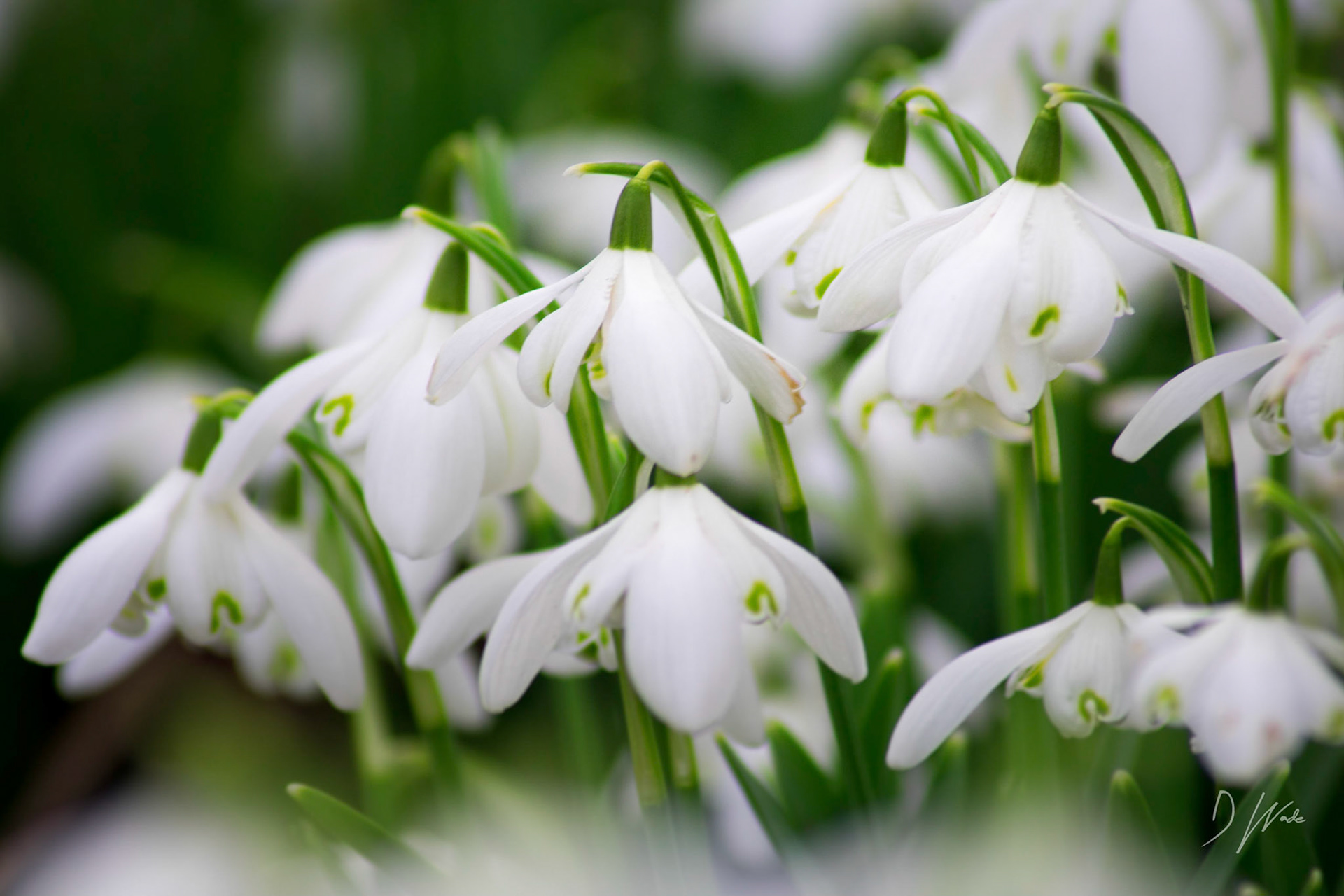 Snowdrops bring a sign that spring is not too far away.