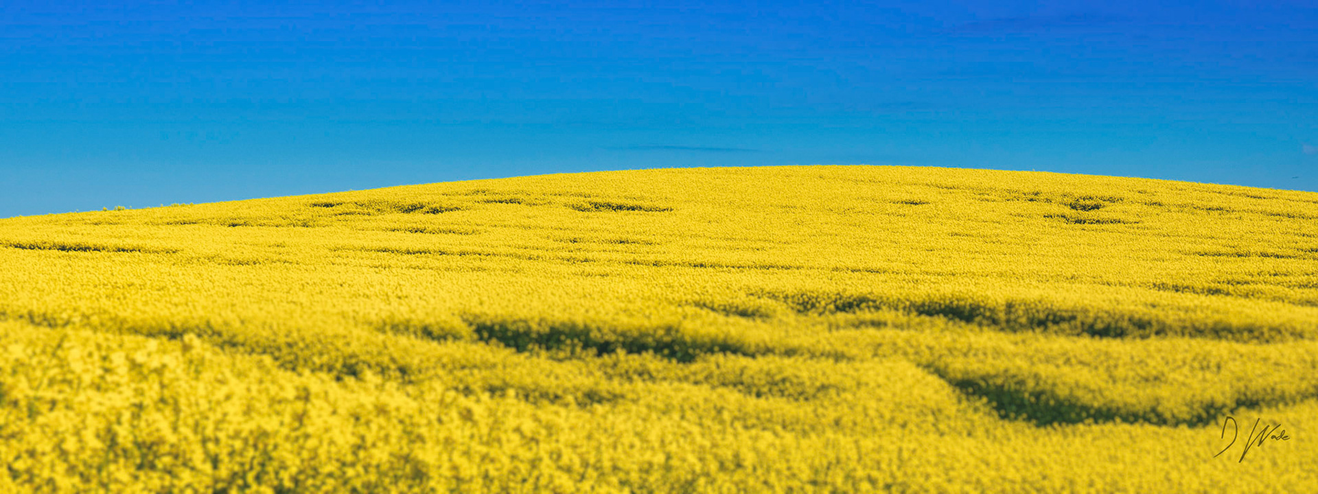 A beautiful field of yellow against a bright blue sky.