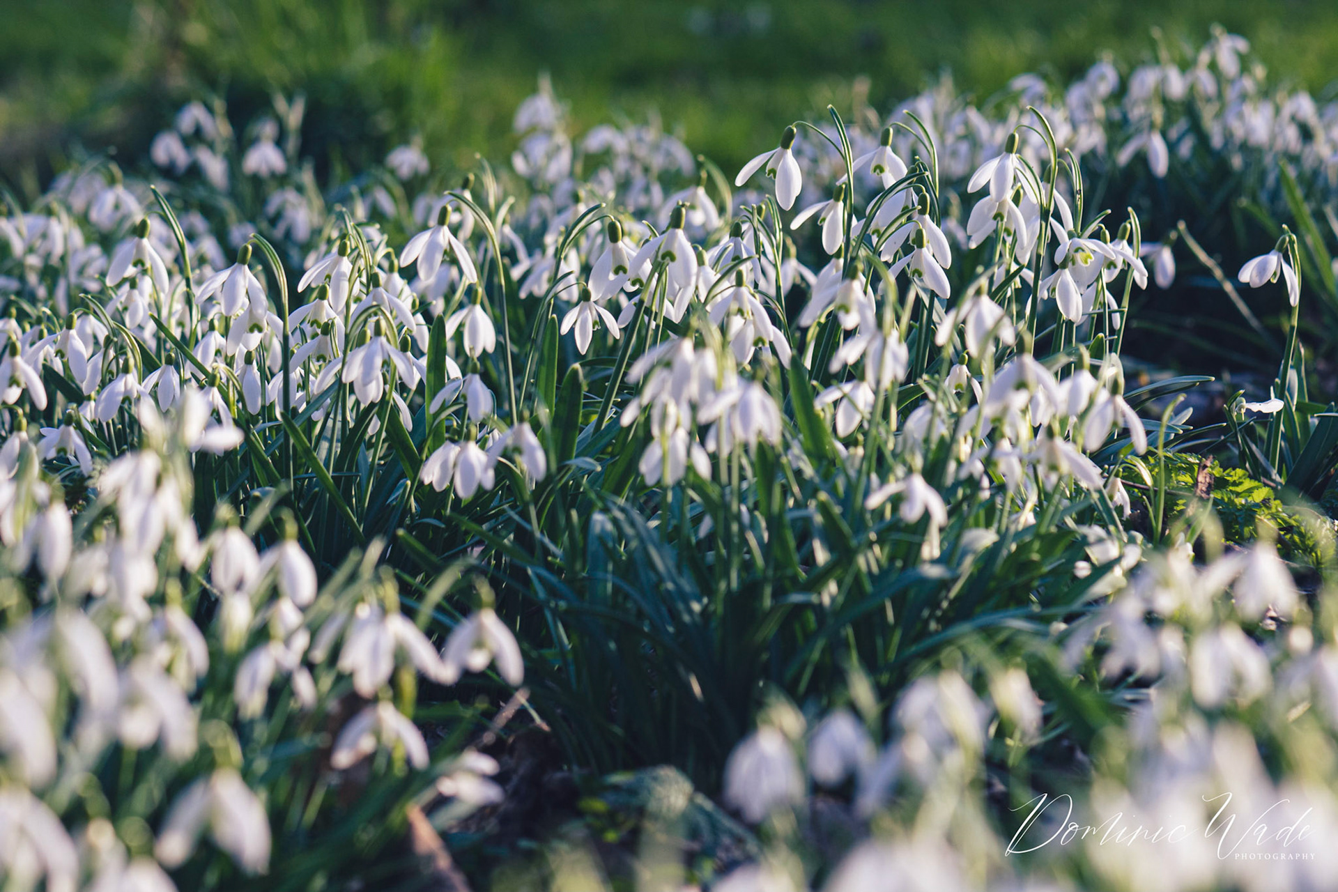 A beautiful carpet of snowdrops.