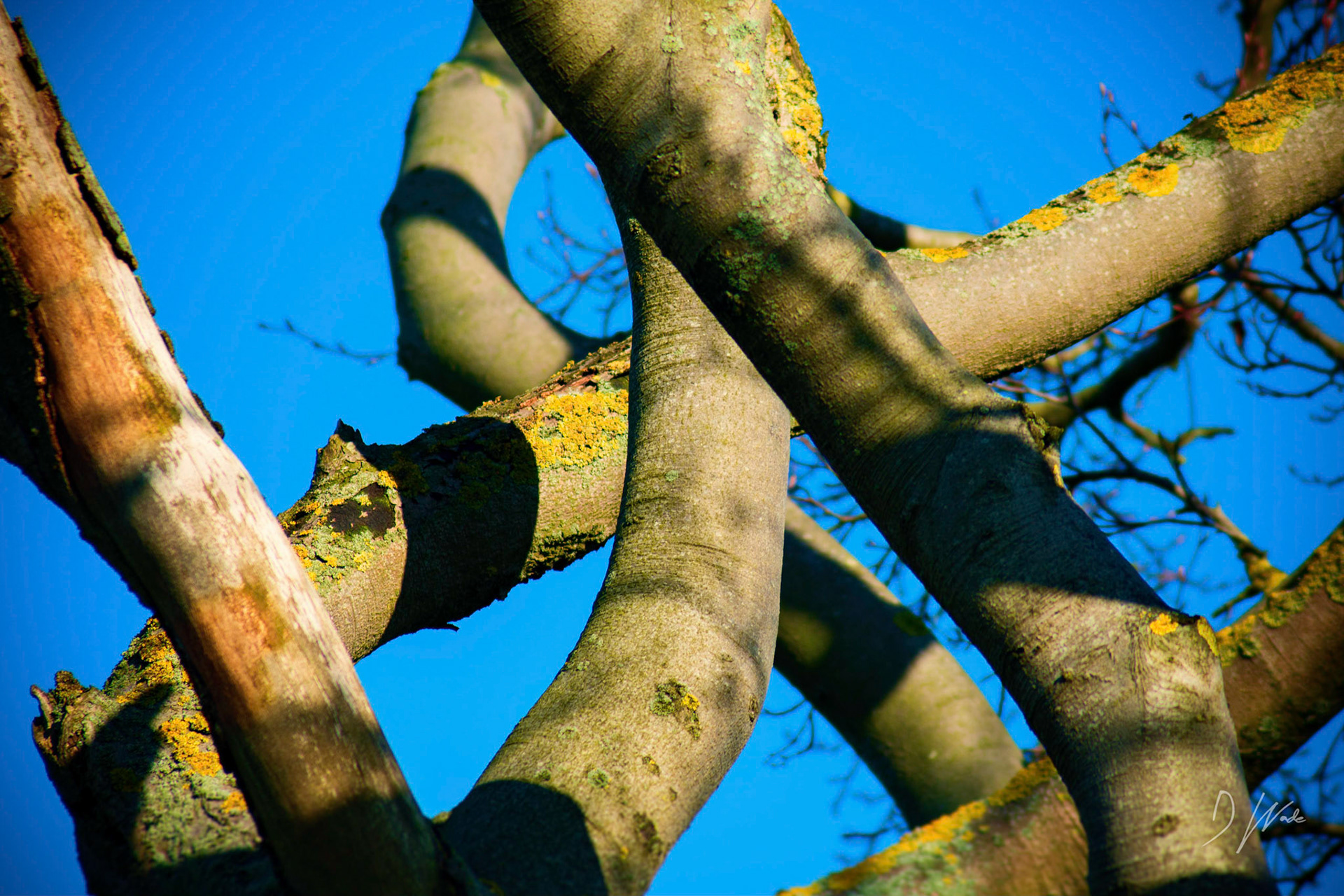 I like the way the branches criss cross each other casting shadows and creating interesting shapes.