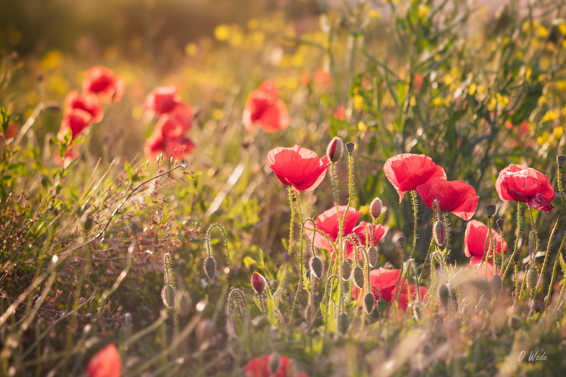 Poppy flowers basking in the setting July sunshine.