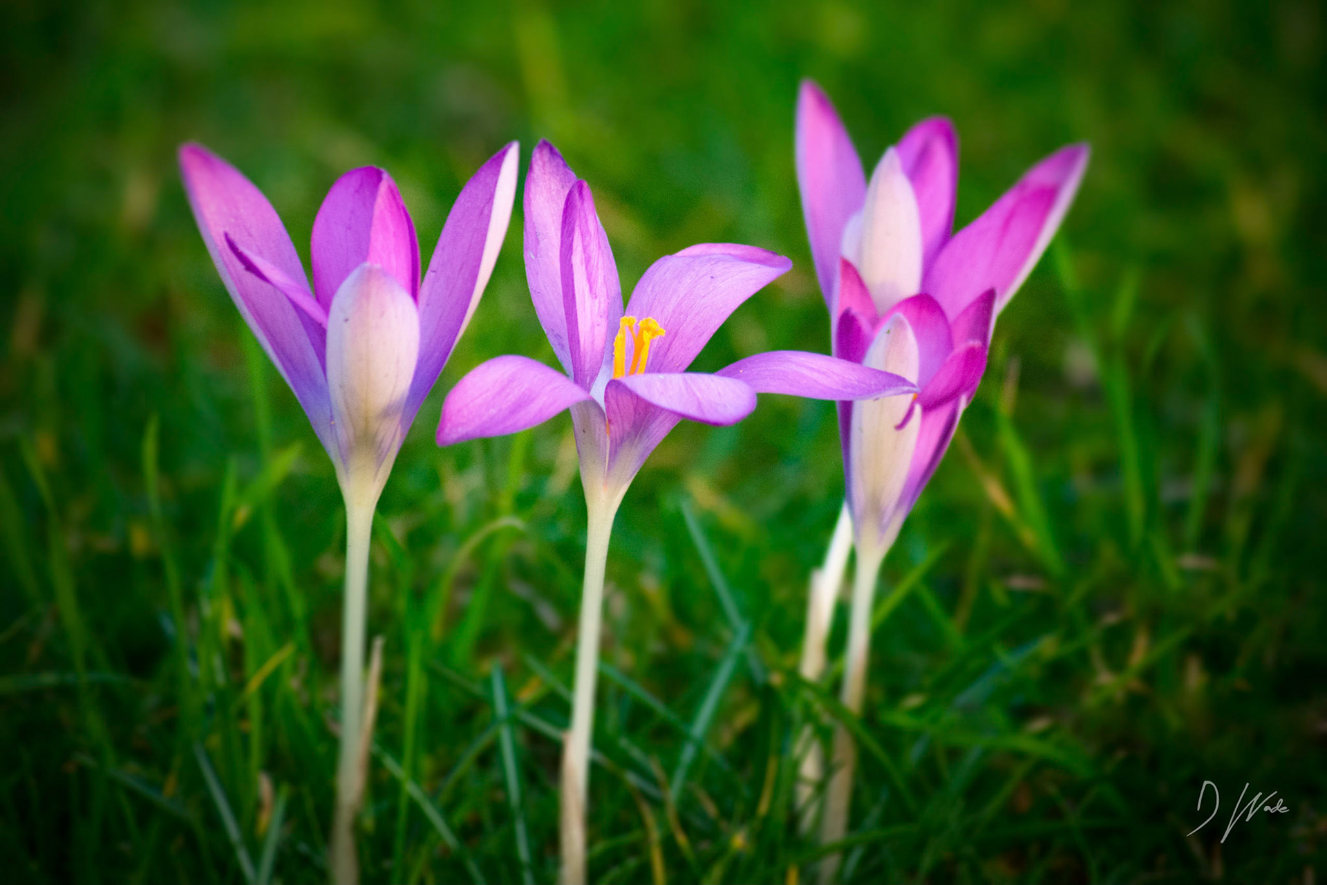 The recent taste in spring has brought out some early winter colour. These crocus flowers are a vibrant pink, which contrasts against the greens of the grass.
