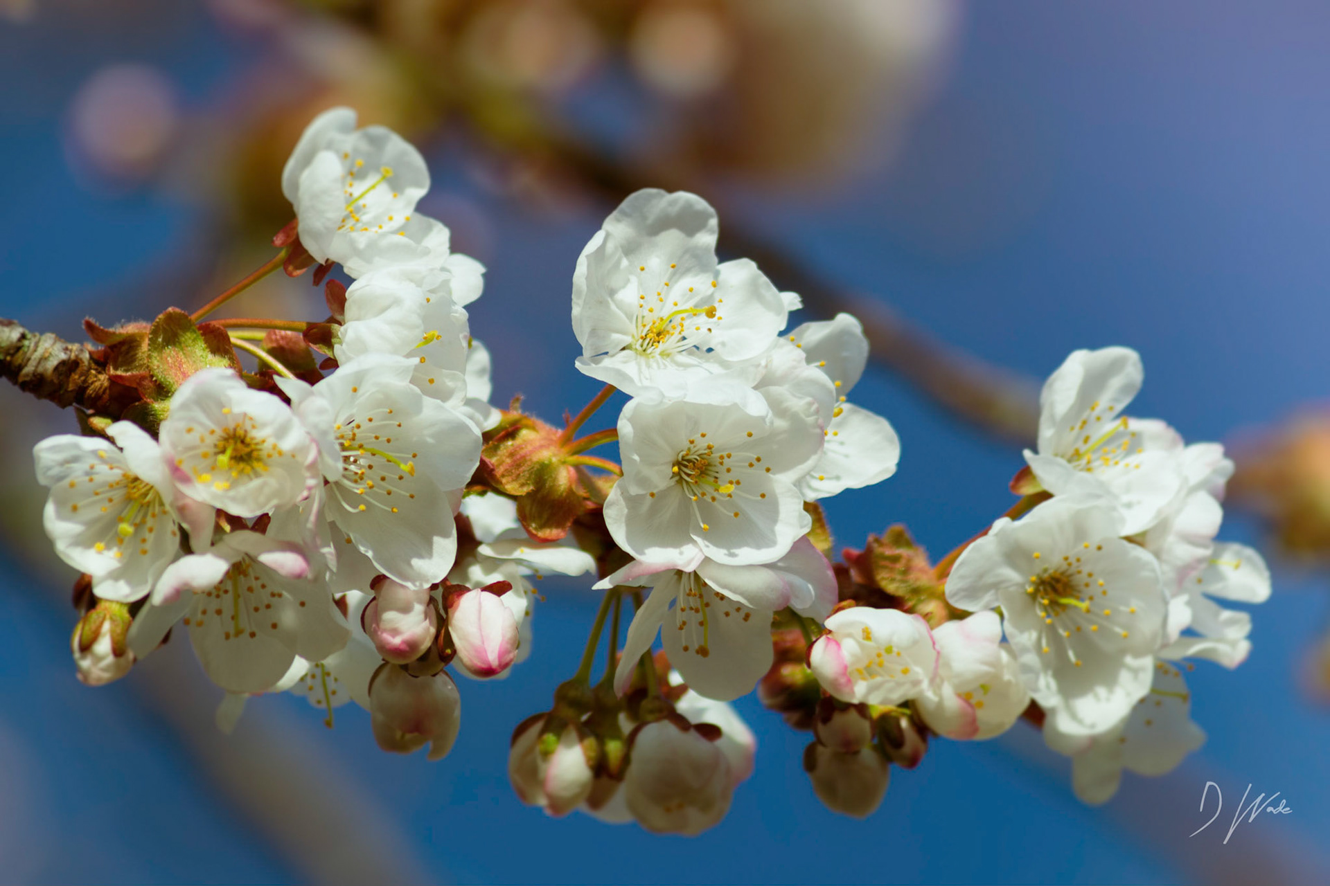 Spring Blossom in Castle Eden.