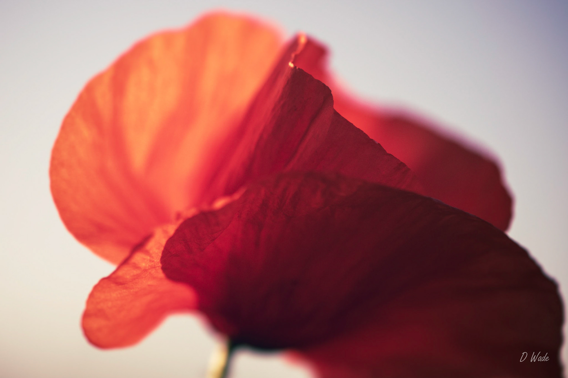 The wind blew this poppy that it reminds me of a Flamenco Dancer, with those flowing dresses that they wear.