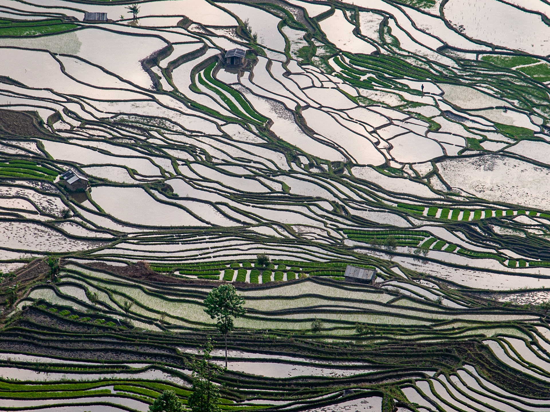 Yuanyang County, Yunnan. China. March 2010.