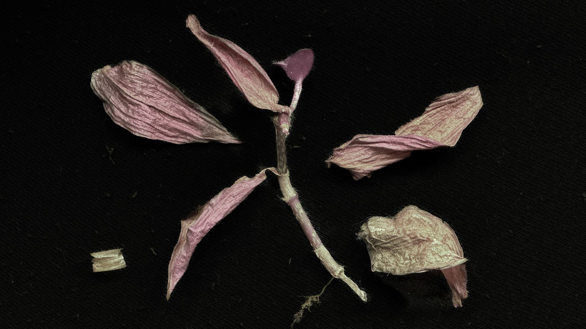 Fig. VIII — Tradescantia ossiviva var. fracta