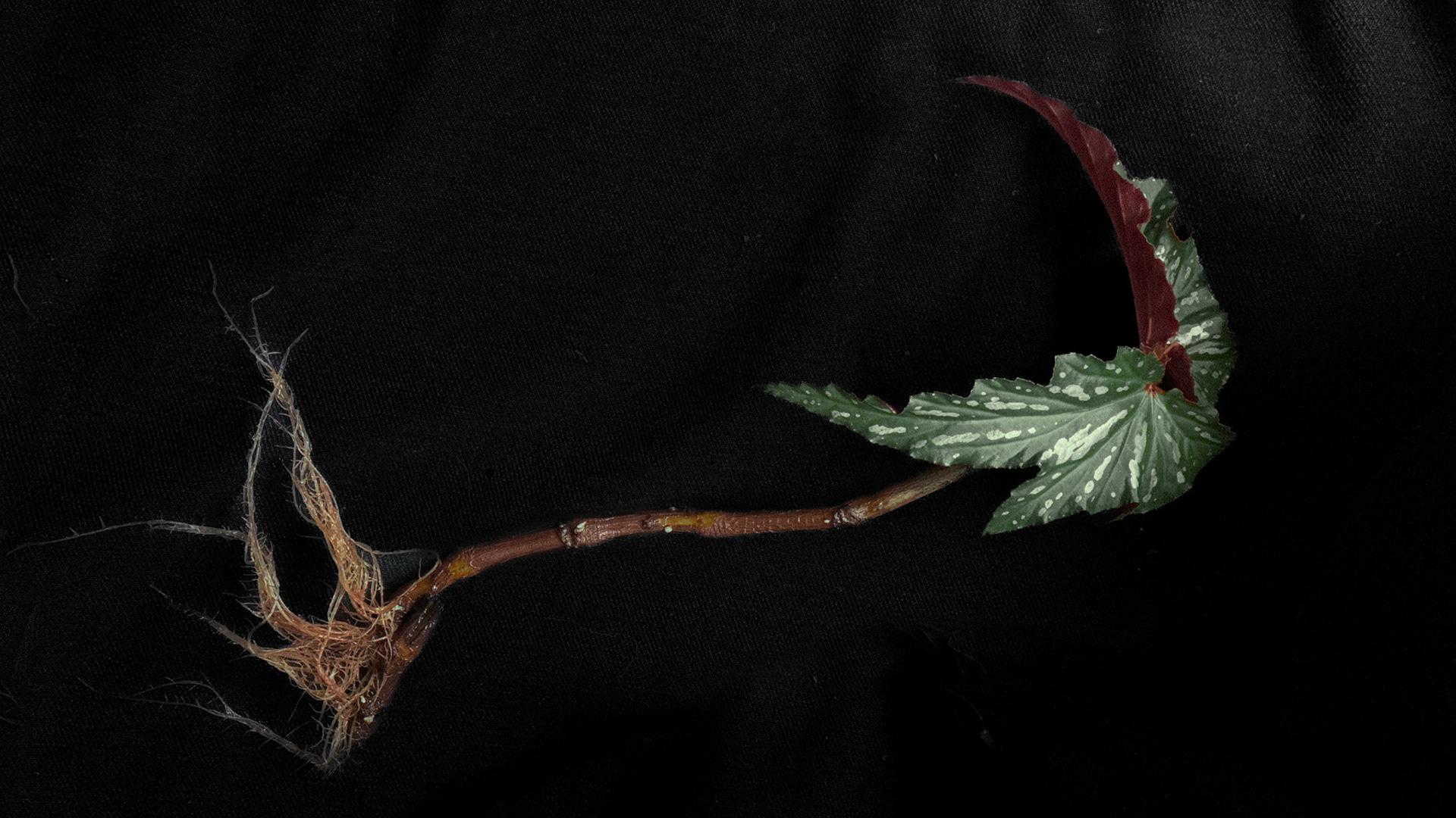 Fig. III — Begonia peregrina var. bifurca