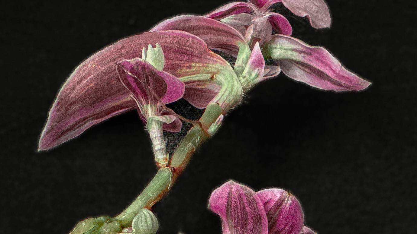 Fig. IV — Tradescantia exilea var. florivigil