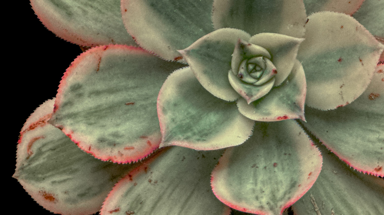 Fig. X — Echeveria vigilans var. coronata