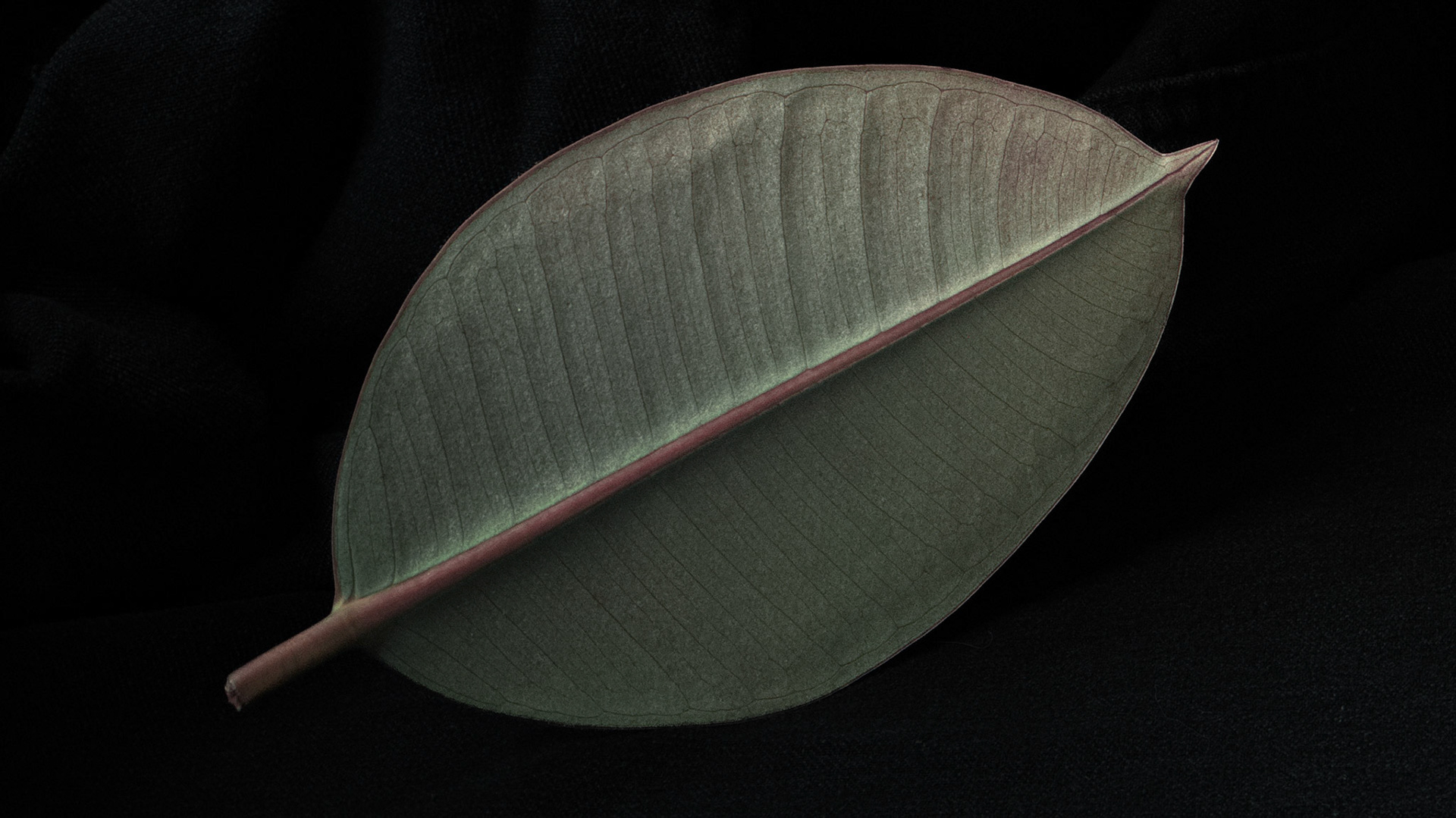 Fig. VI — Ficus mortua var. pellegrina