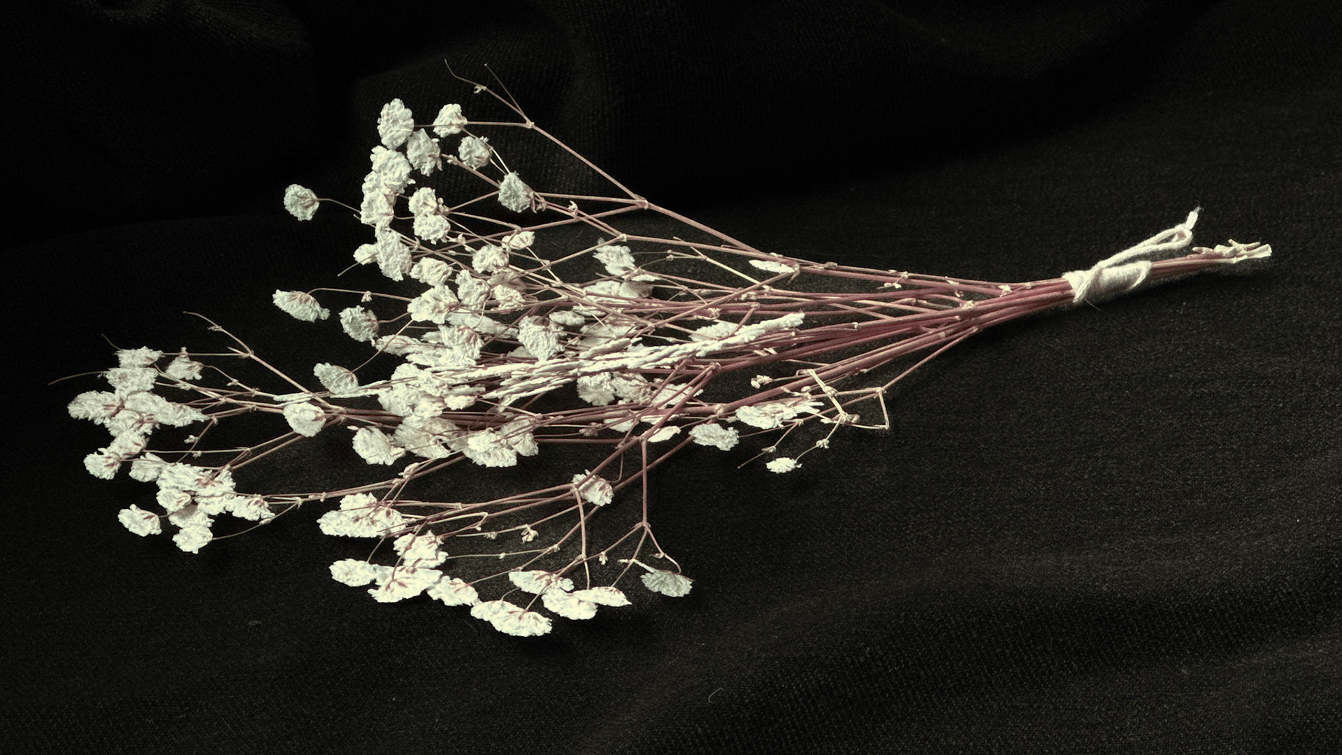 Fig. V — Gypsophila relicta var. ligata