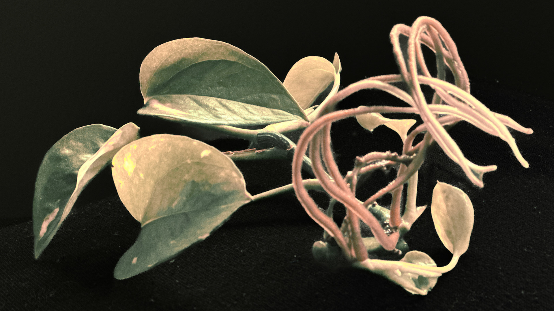 Fig. IX — Epipremnum relicta var. dualis