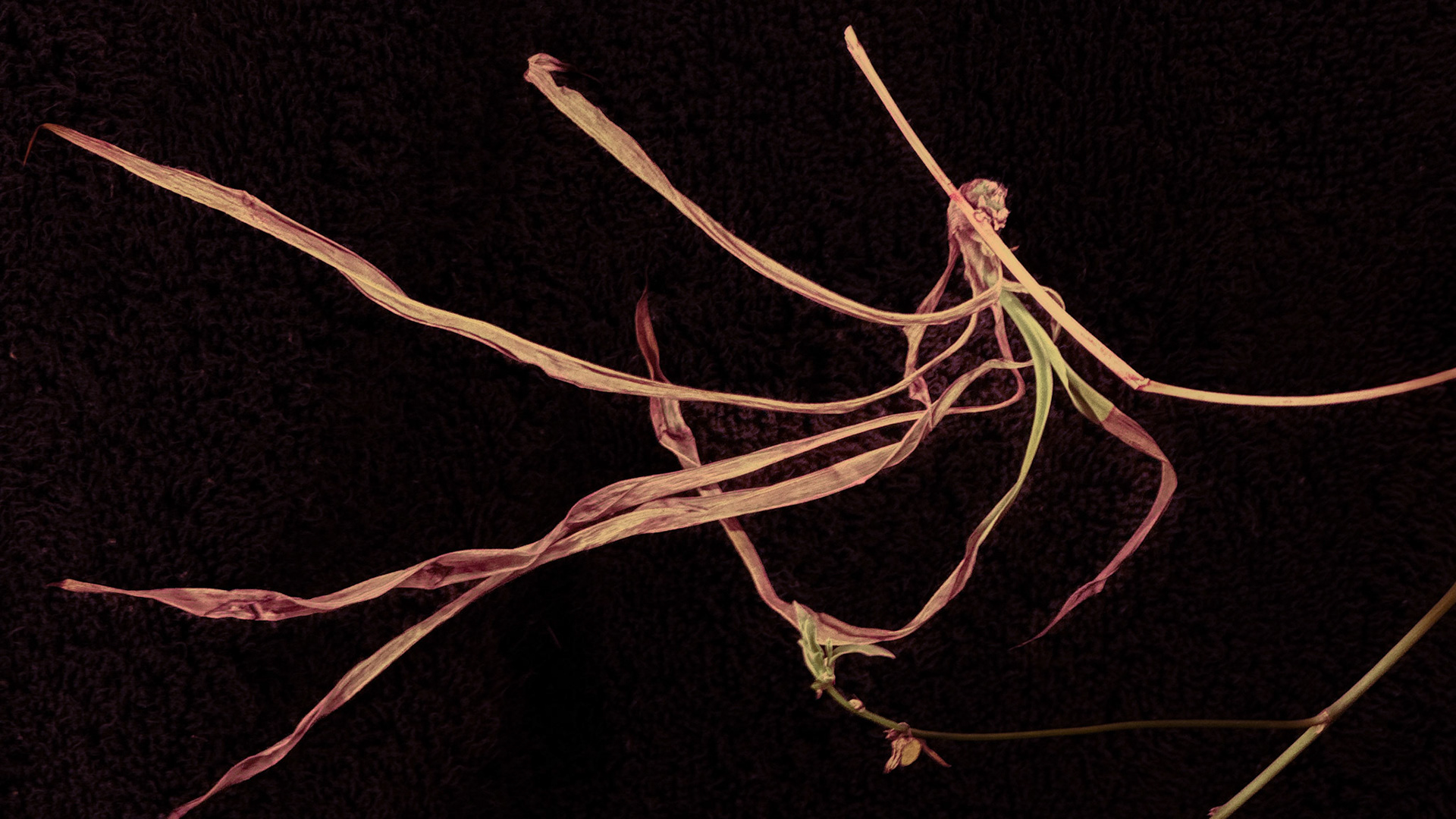 Fig. VII — Chlorophytum cadens var. exspirata