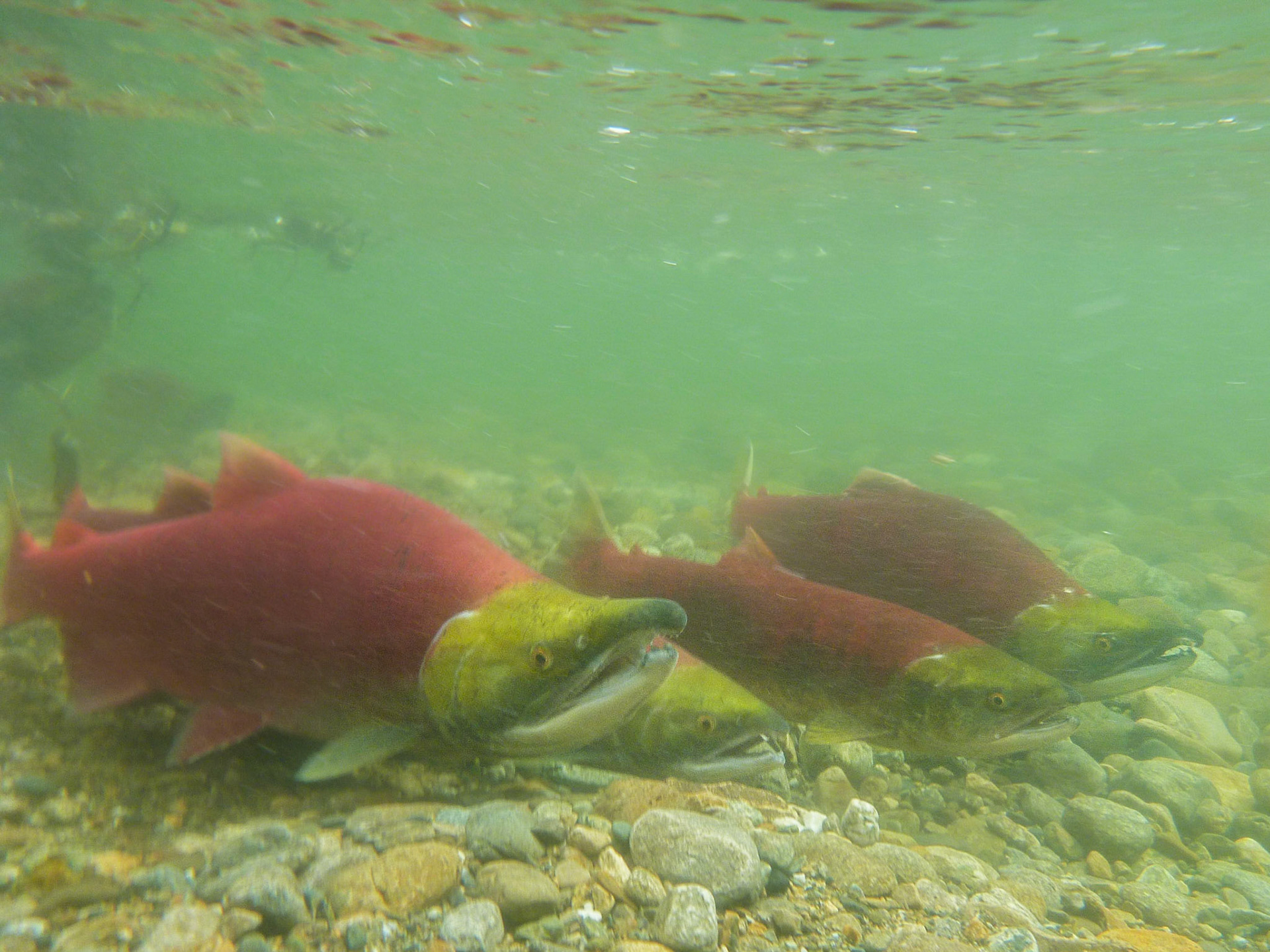 Sockeye Underwater Quartet