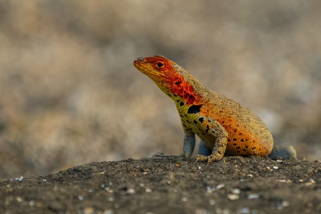 Lava Lizard on Santiago Island of Galapagos