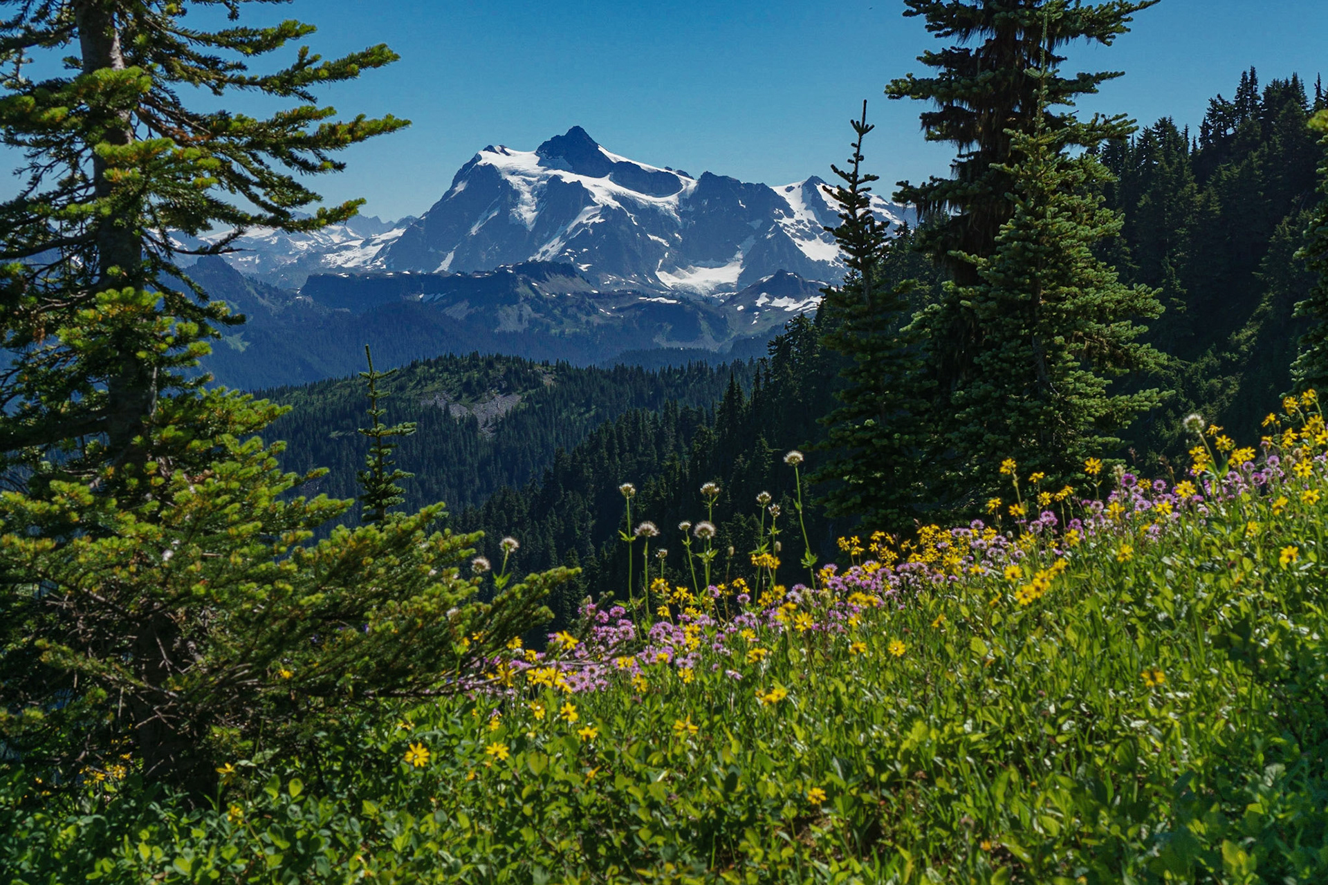 Mount Shuksan North Face and Wildflowers