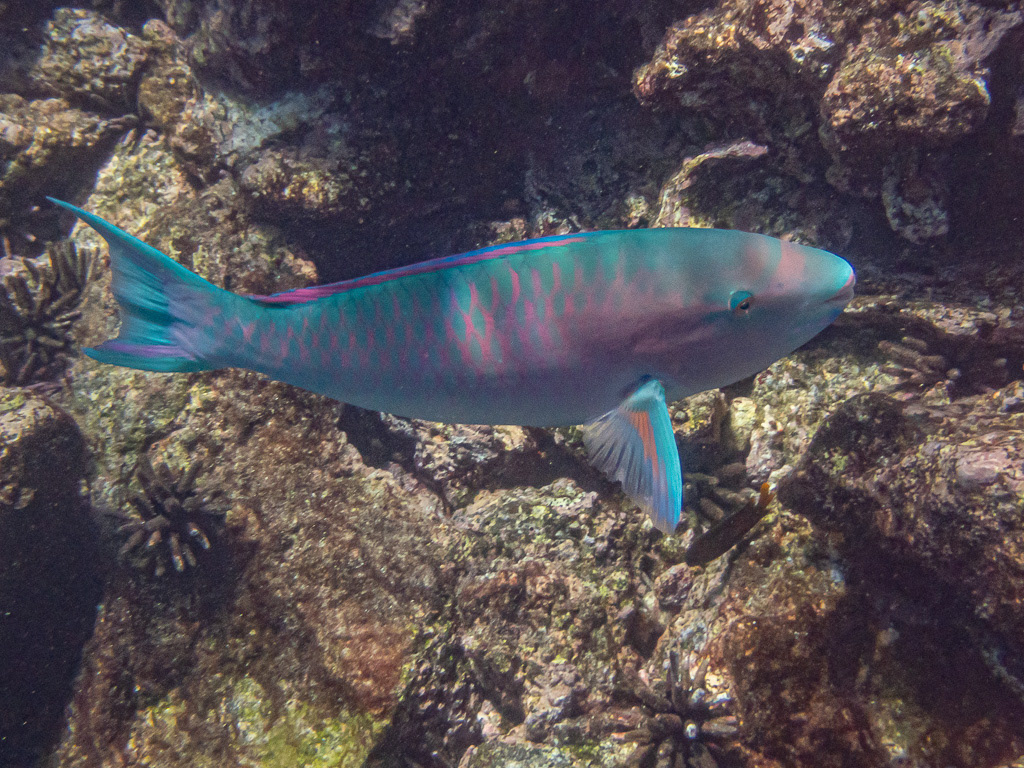 Bluebarred Parrotfish at Rabida Island  in Galapagos