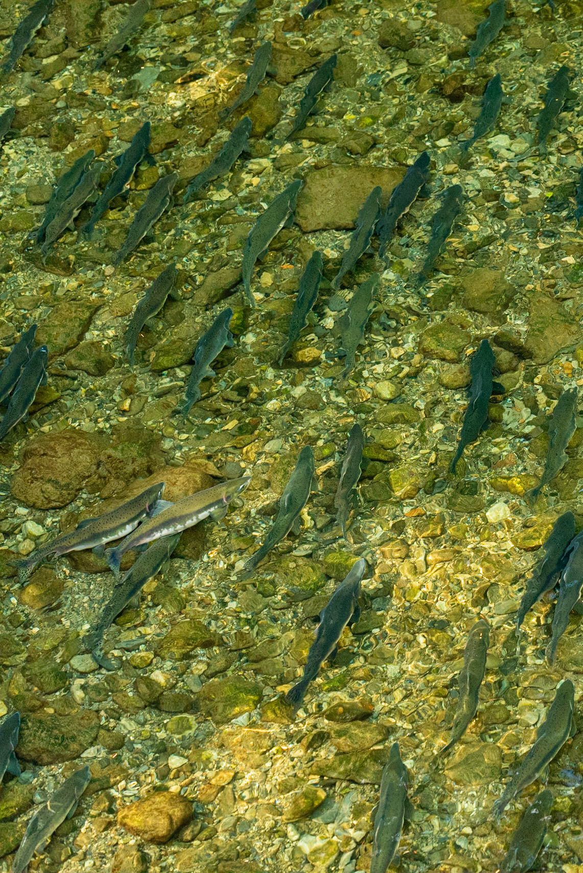 Pink Salmon Migrating Home into Indian River, Sitka, Alaska