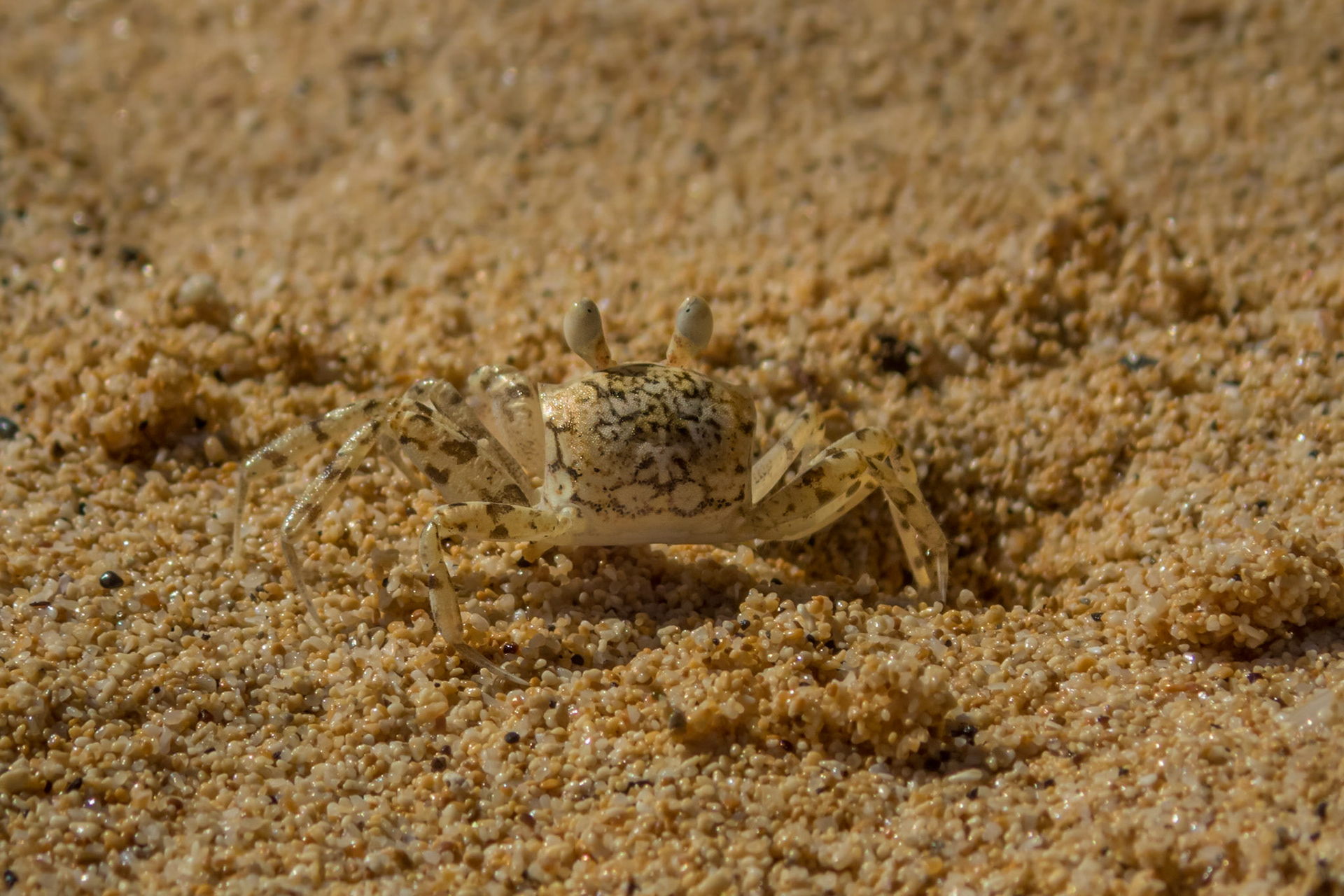 A tiny, black and yellow ghost crab sits next to its hole on sand of the same colors on a beach in Kauai, Hawaii.