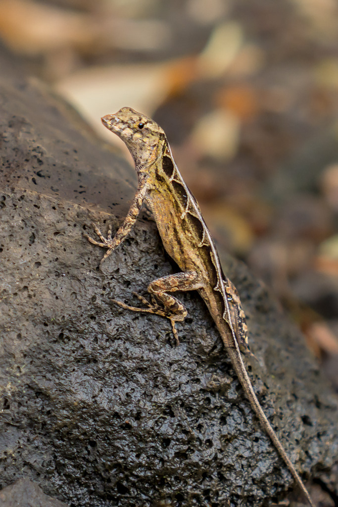 Female Brown Anole on Lava Rock