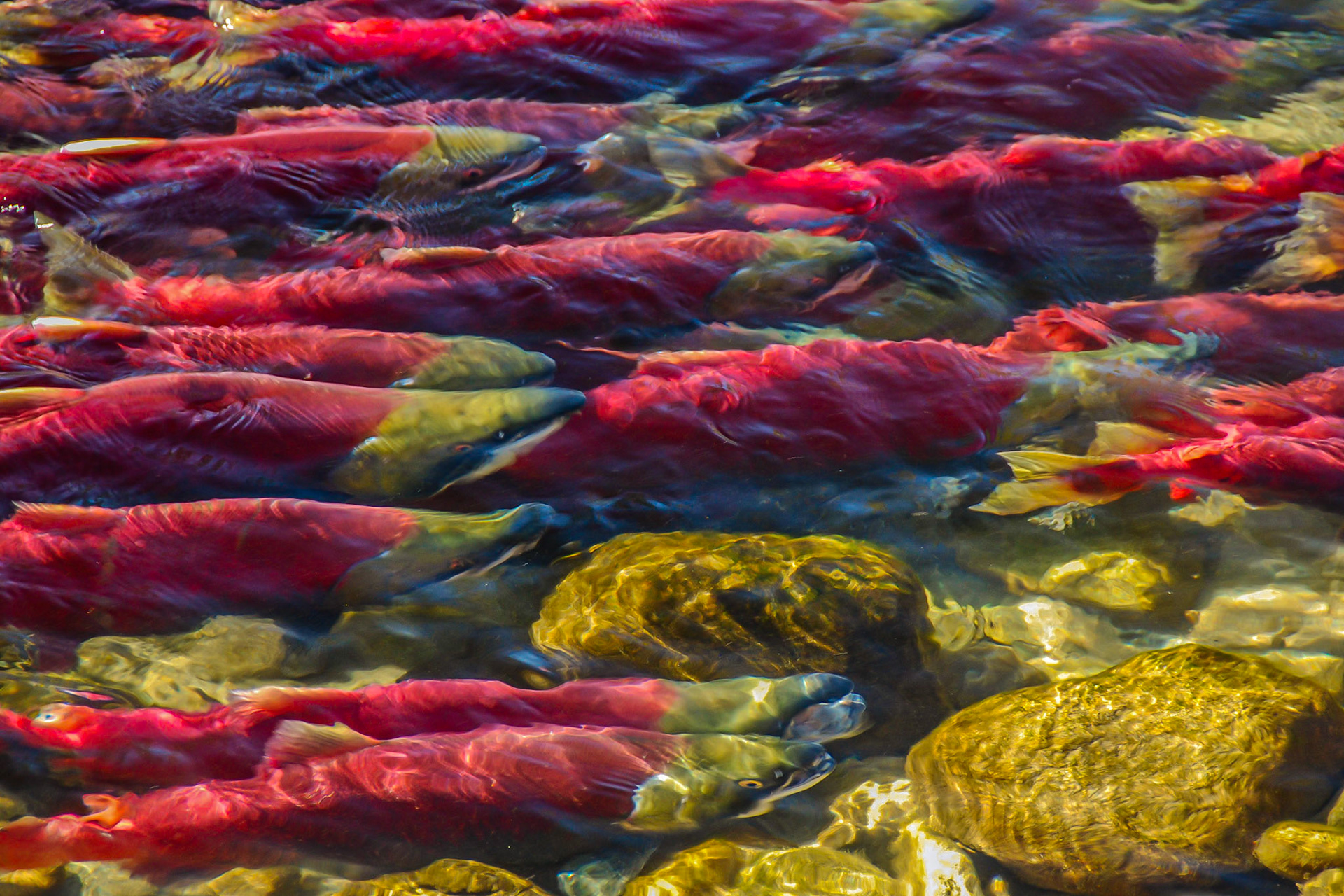 Sockeye salmon turn bright red with green heads as they swim up rivers to spawn.