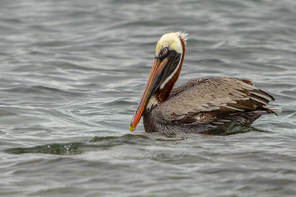 Galapagos Brown Pelican of Fernandina