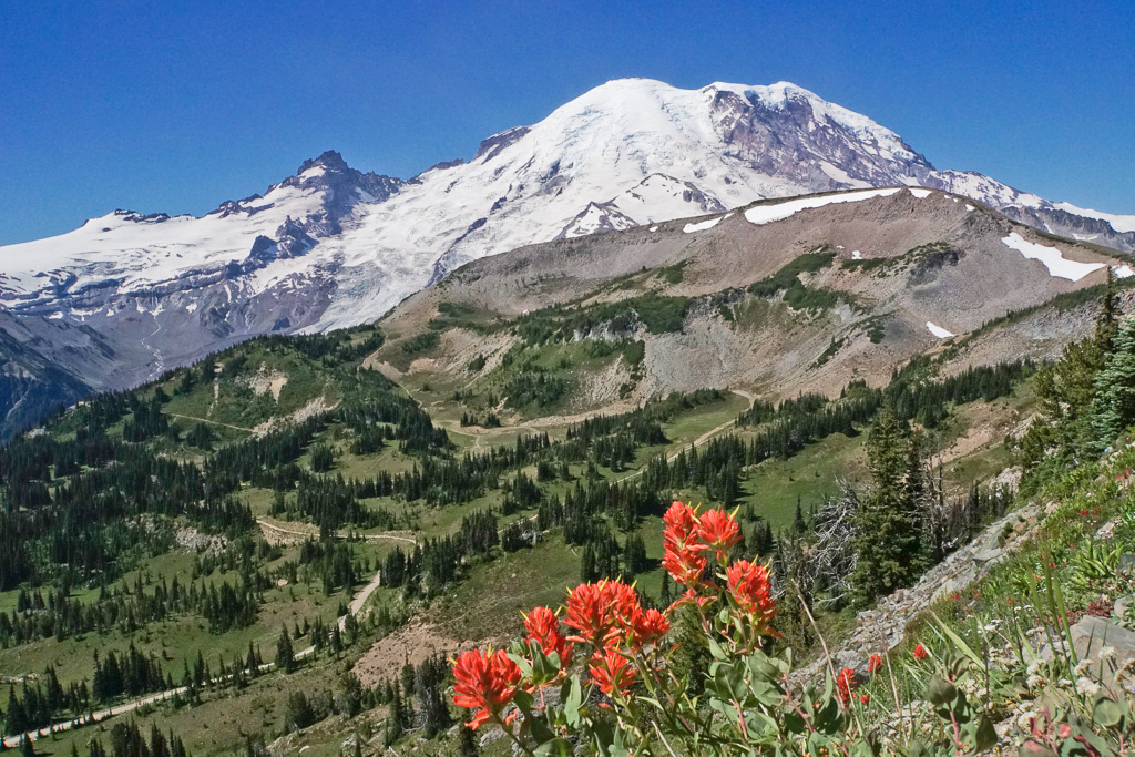 Mt. Rainier and Paintbrush Wildflowers