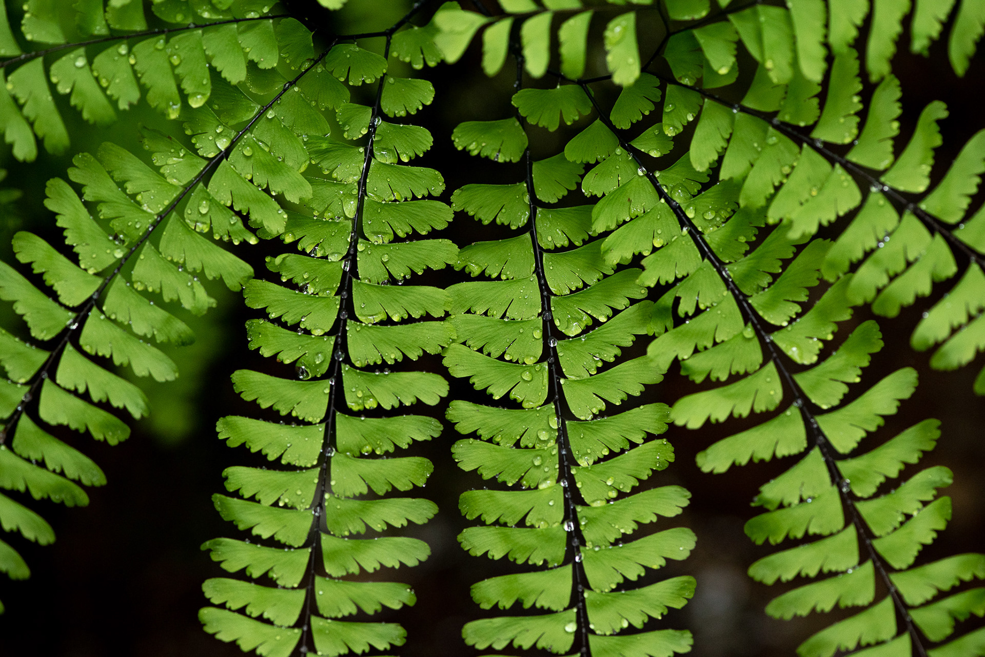 Maidenhair Fern with Morning Dew