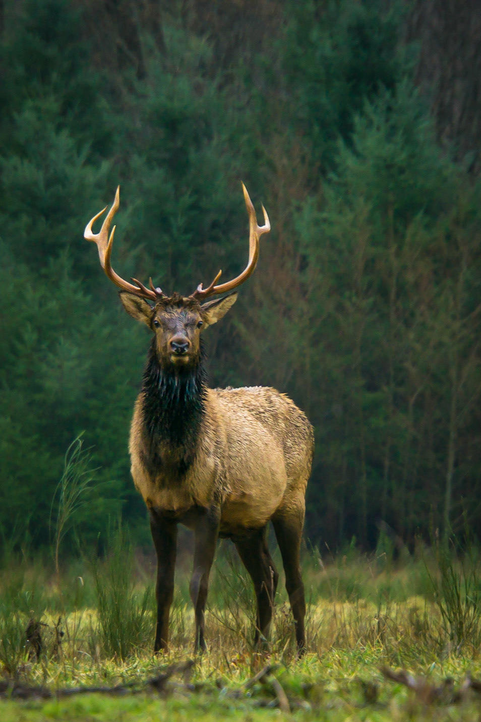 A Rocky Mountain Elk stands in a forest clearing in late fall.