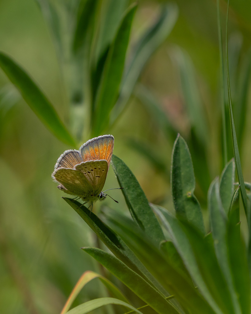 Boisduval's Blue Butterfly in Olympic National Park