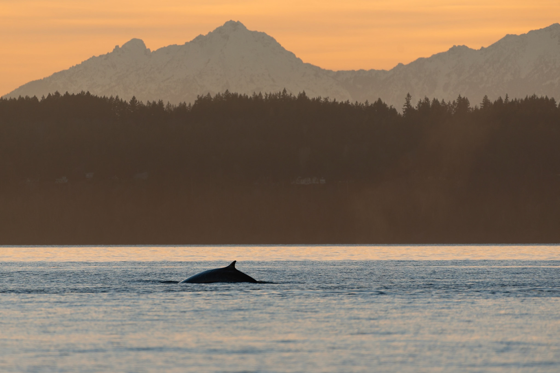 A rare fin whale sighting in Puget Sound with the Olympic Mountains in the background. This image was captured from Golden Gardens park in Seattle as sunset colors lit the sky.