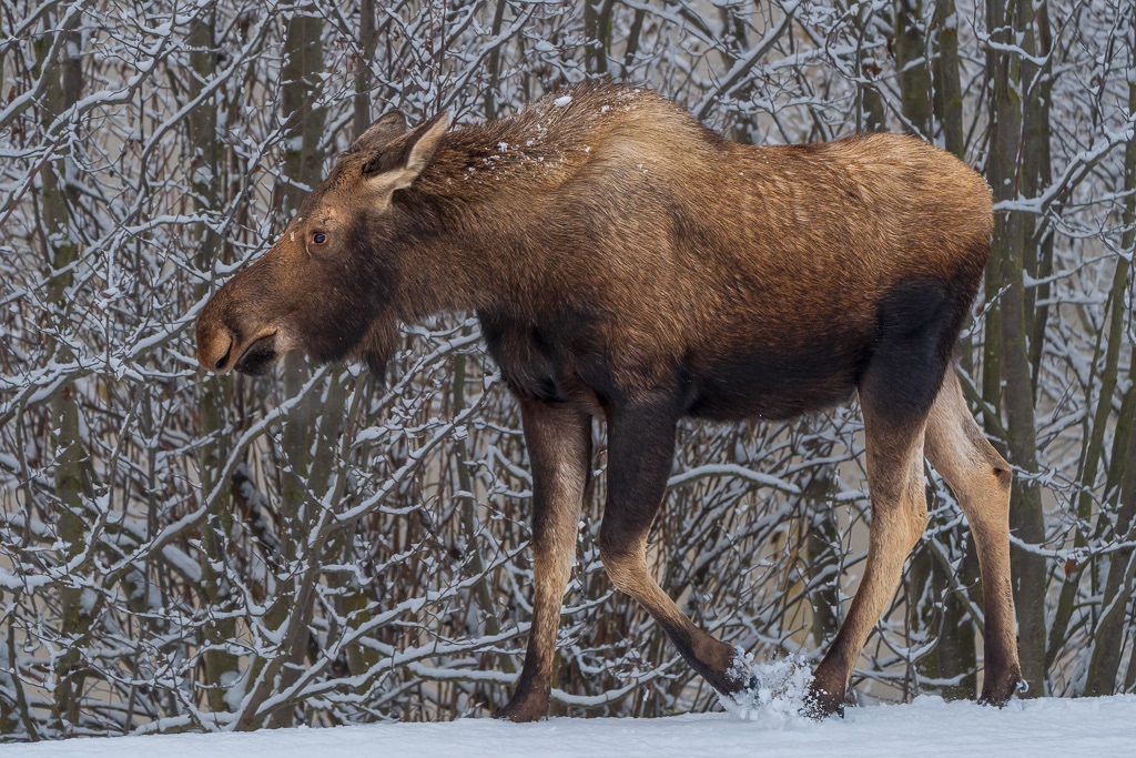 Moose in Homer, Alaska