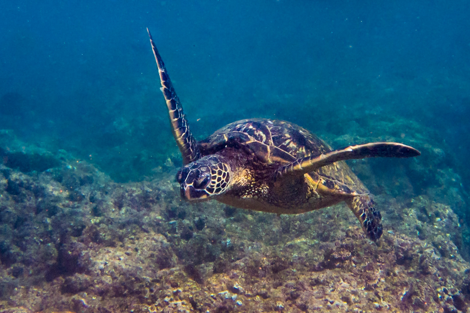 A Green Sea Turtle gracefully swims over a rocky reef of Kauai, Hawaii.