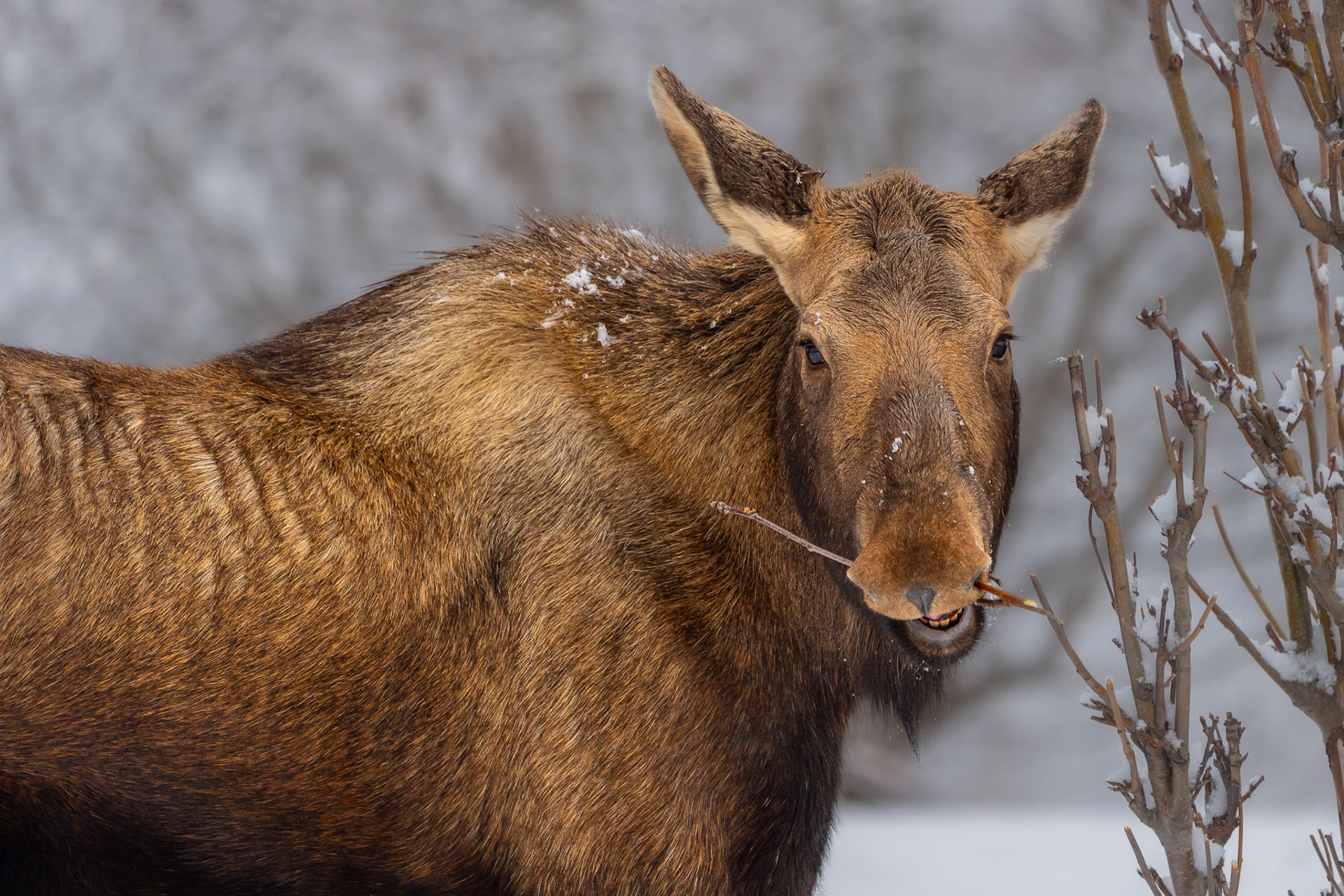 Moose in Alaska
