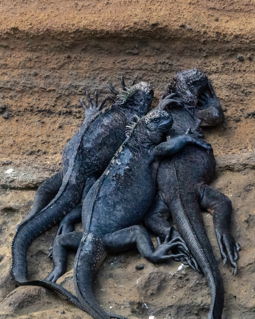 Marine Iguana Friends on Isla Isabela of Galapagos