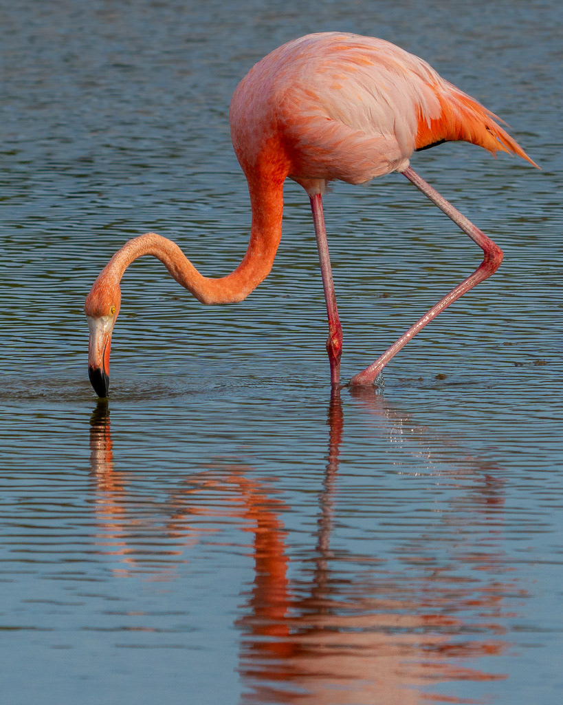 Galapagos Greater Flamingo of Rabida Island