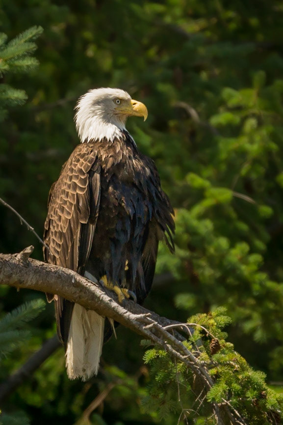 Bald Eagle in Sunlight on Camano Island