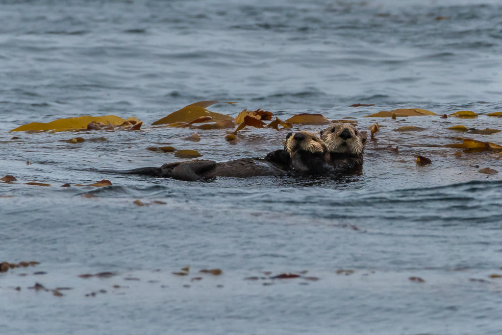 Sea Otter Mother and Pup in Kelp