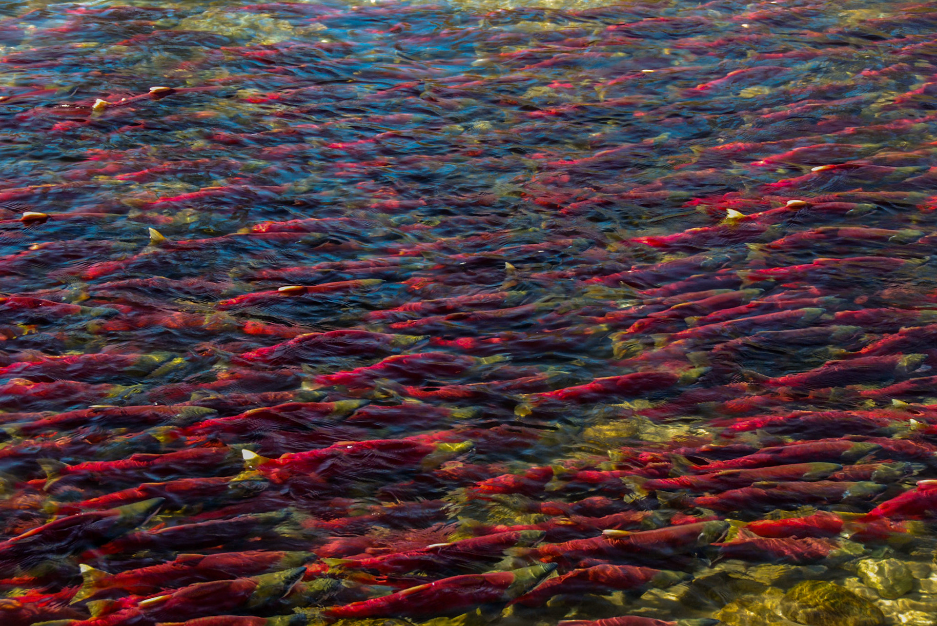 Sockeye salmon turn bright red with green heads as they swim up rivers to spawn. In a strong run year, hundreds of thousands of fish fill the Adams River.