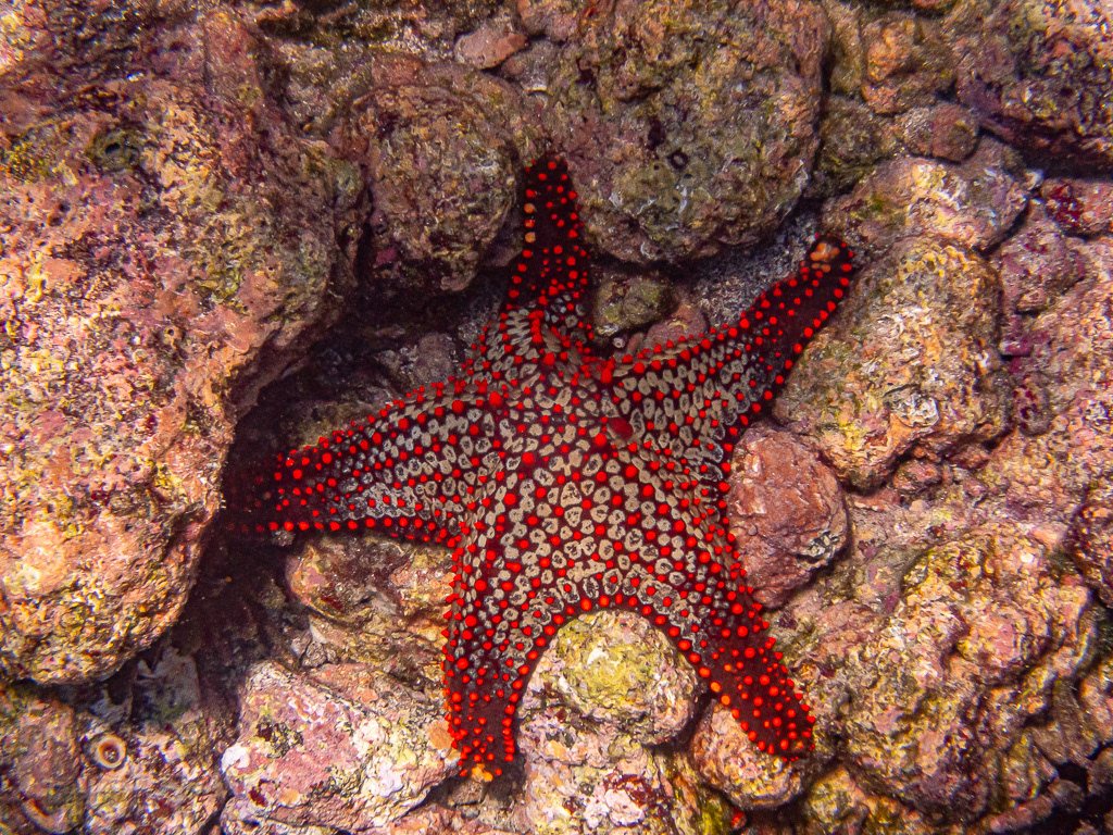 Panamic Cushion Seastar at Rabida in Galapagos Islands
