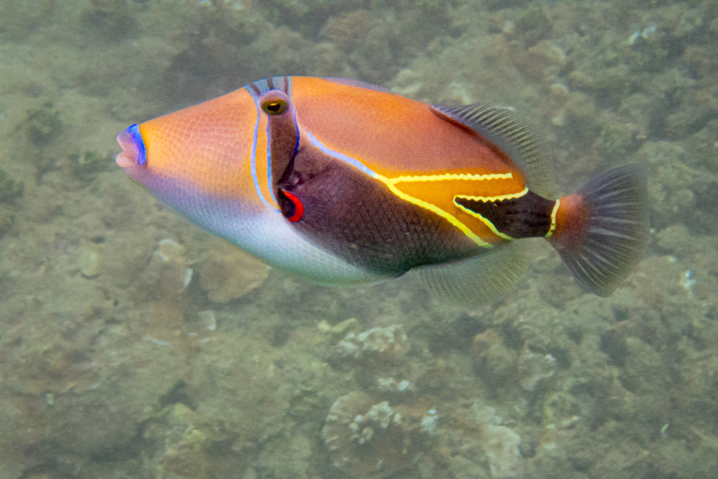 Rectangular Triggerfish in Kauai