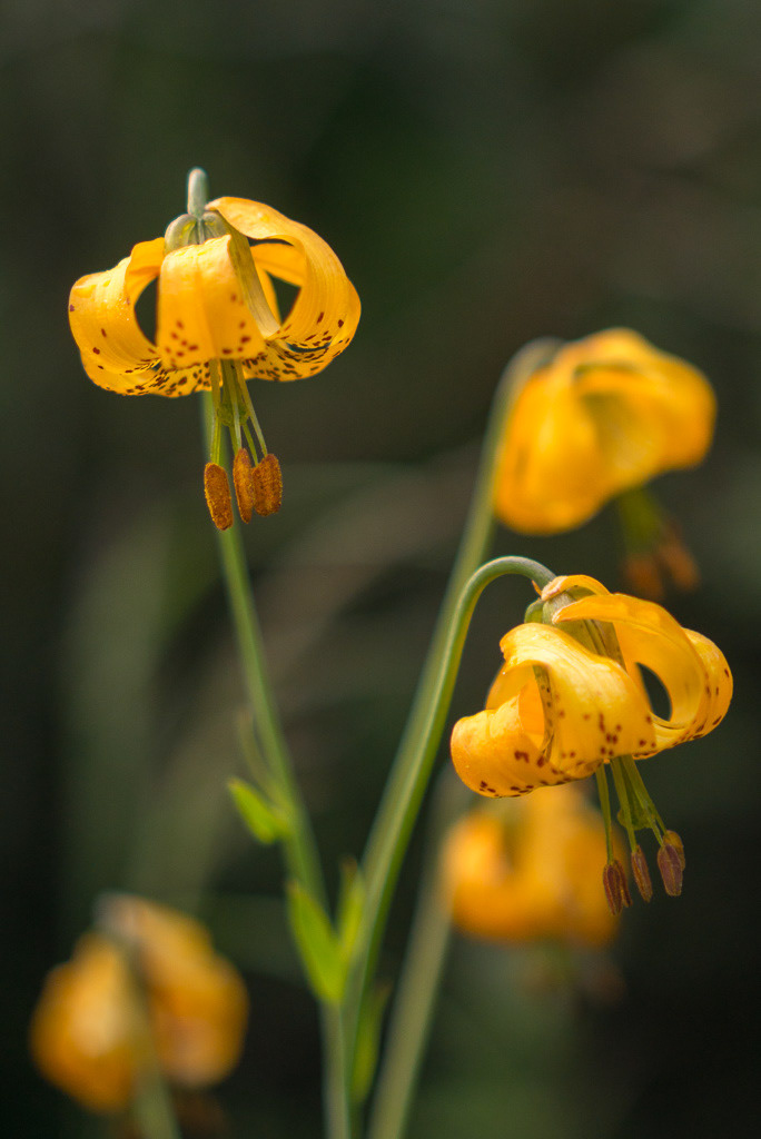 Columbian Tiger Lily in Olympic National Park
