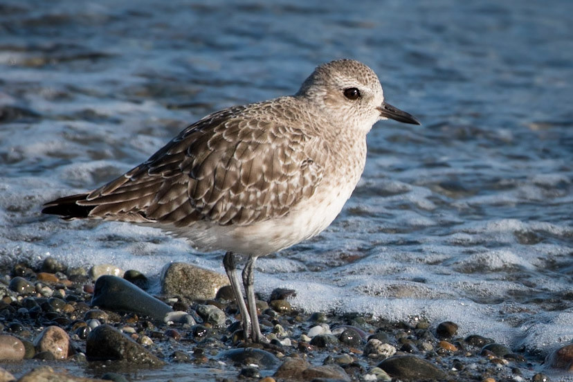 A Black-bellied Plover exhibits brown and white winter plumage. The small shorebird is standing at water's edge on a beach in Puget Sound, Washington.