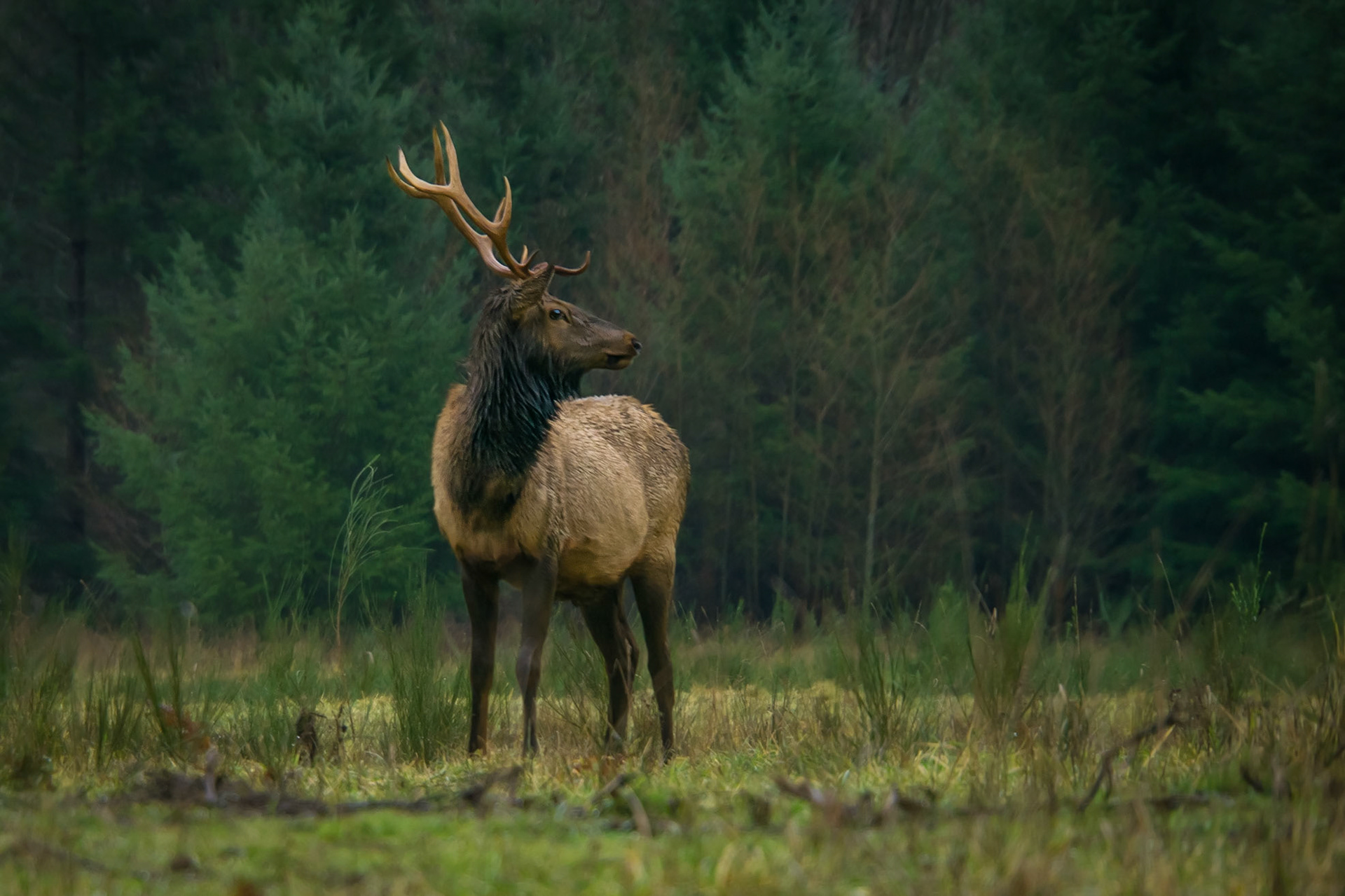 Rocky Mountain Elk Looking Back at Herd