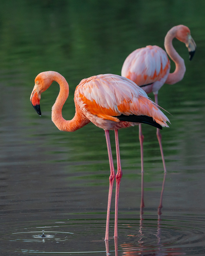 Galapagos Greater Flamingos at Dawn