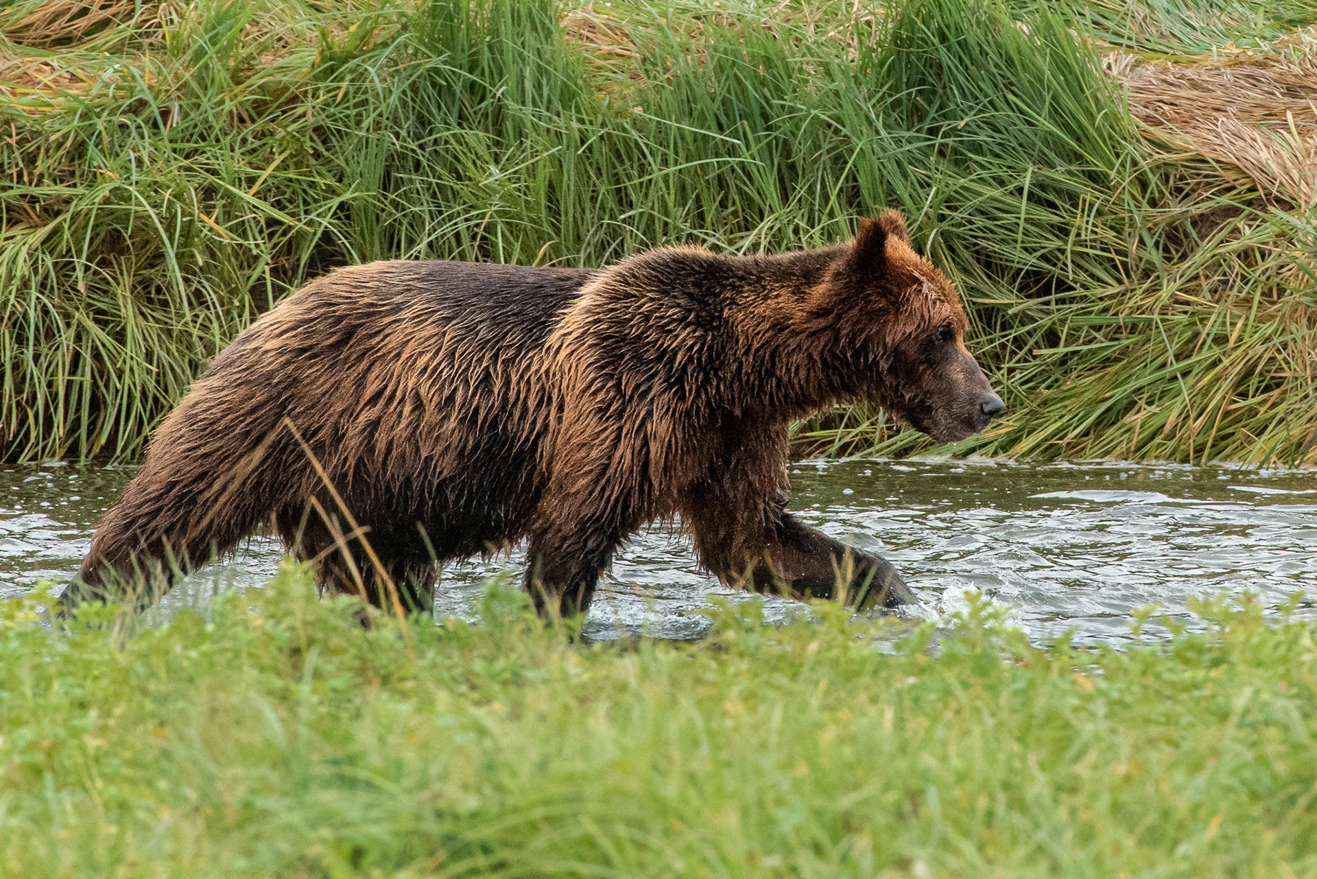 Brown Bear in Alaska