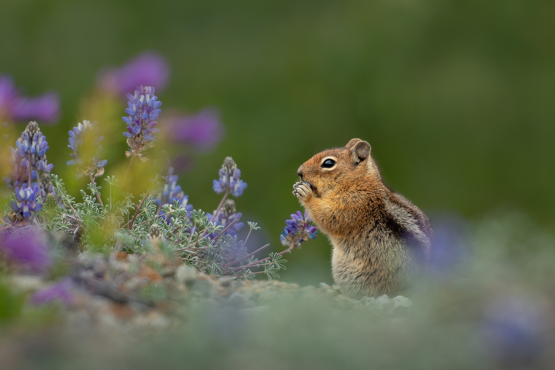 Cascade Golden-mantled Ground Squirrel