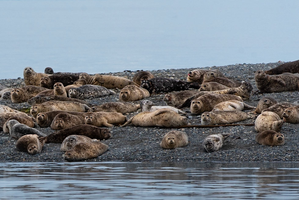 Hello Harbor Seals