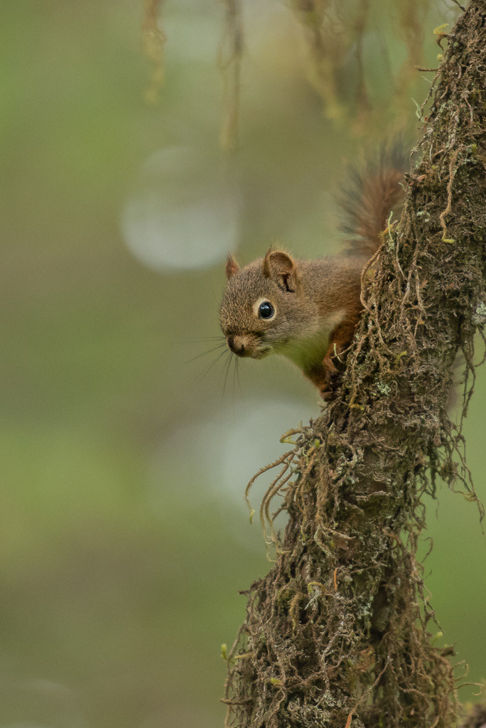 Red Squirrel in Alaska