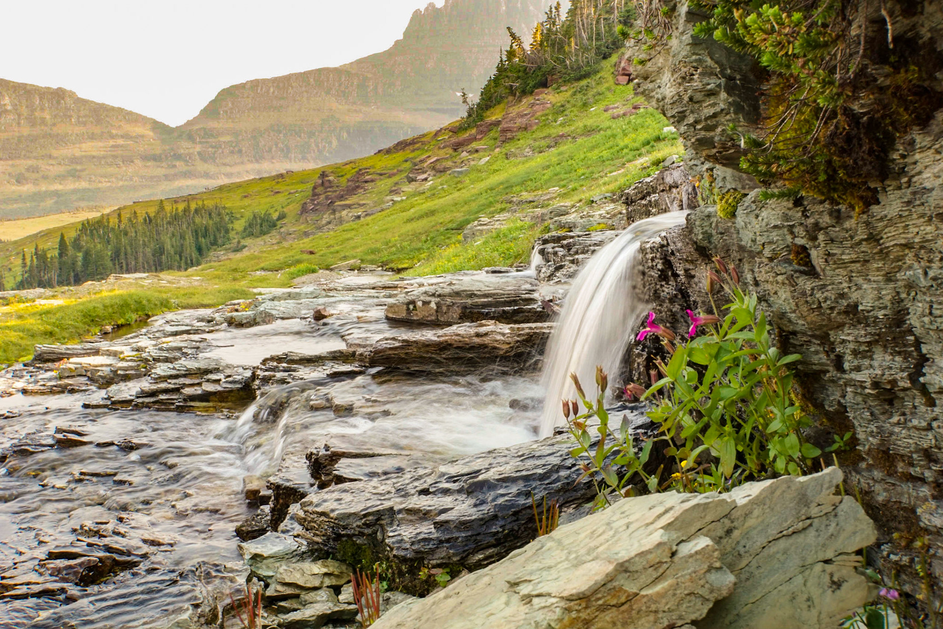 Waterfall and Flowers near Logan Pass in Glacier National Park